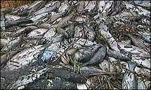 Fish Killed from and unknown cause.