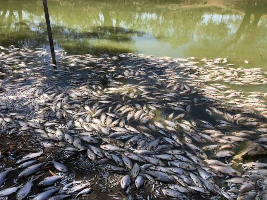 Fish Kill at Lake Menindee 7 Jan 2019.