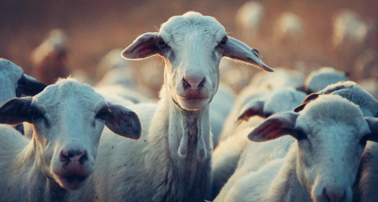 pexels-snapwire-390025